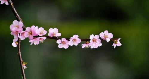 形容桃花的唯美短句有哪些？如何用诗句描绘桃花之美？