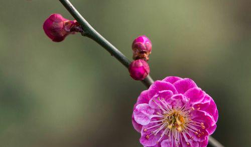 以梅花赞为题写一篇作文（《梅花赞》）