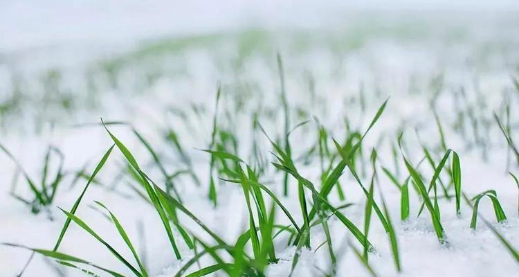 立冬的第一场雨怎么写（《雨纷纷，旧故里草木深》——范仲淹）