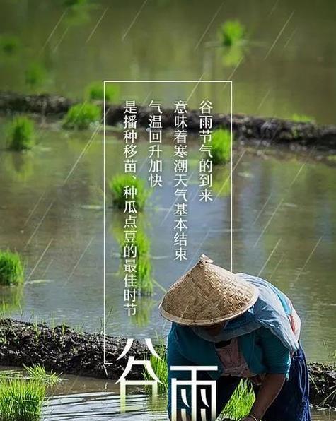 谷雨种谷子（《谷雨种豆，春意盎然》）